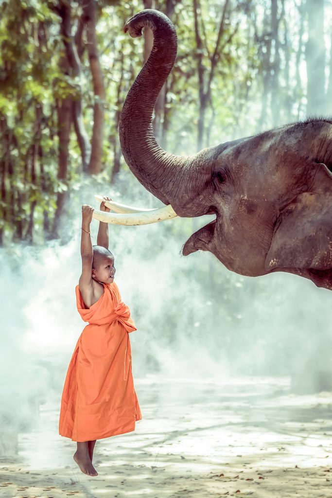 Novices buddhist monk being compassionate elephant,Surin ,Thailand